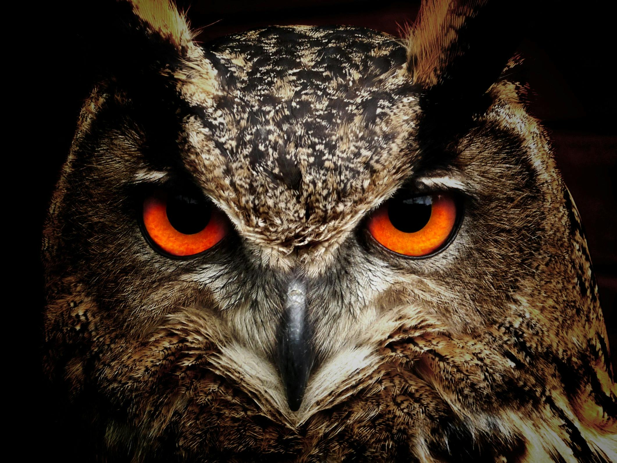 Night Owl - Espresso Blend - Full City