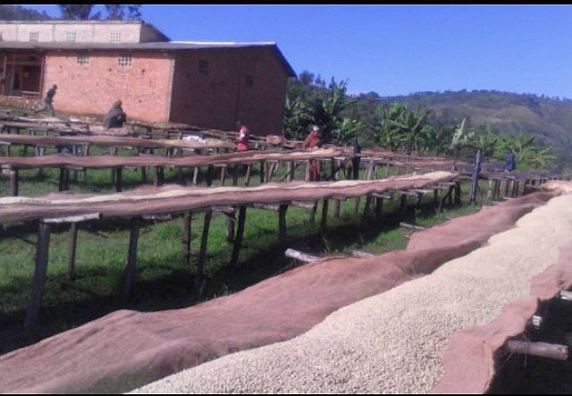 Burundi SWP Decaf - Bururi Highlands - Full City Roast