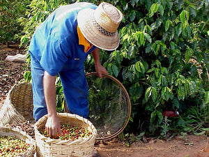 Colombia San Lucas - Micro-Cooperative: City Roast