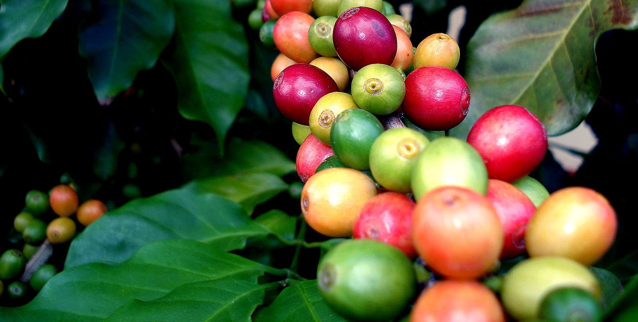 Introducing Peru Amazonas Monteverde Regional Coffee