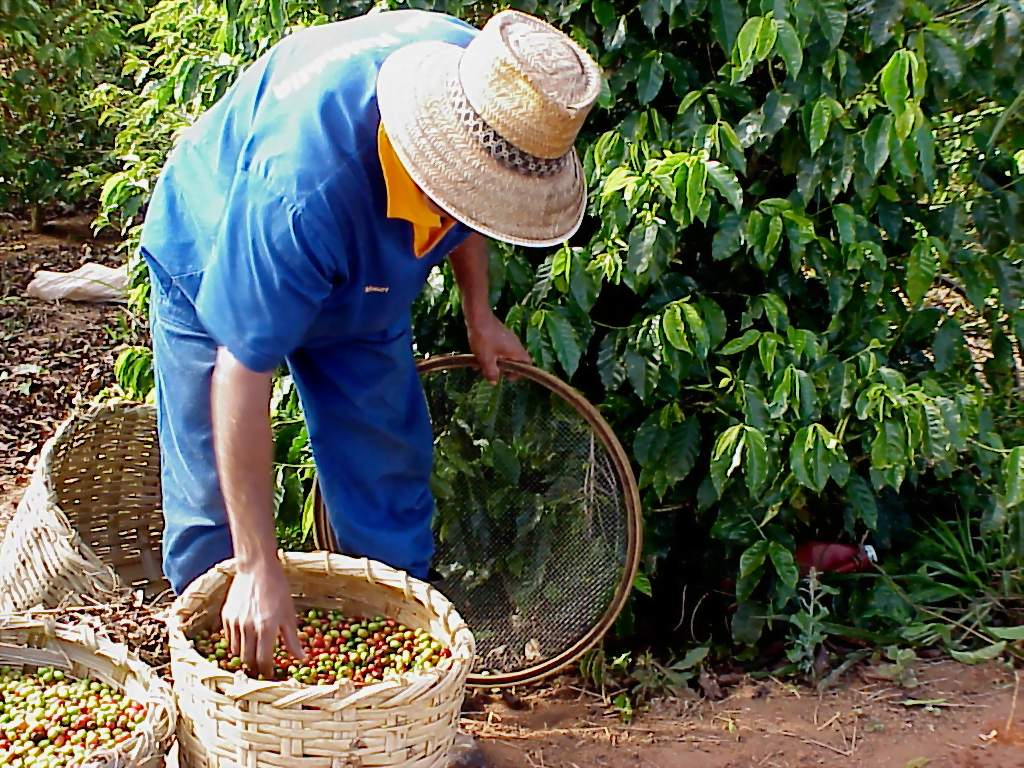 Colombia San Lucas - Micro-Cooperative: City Roast