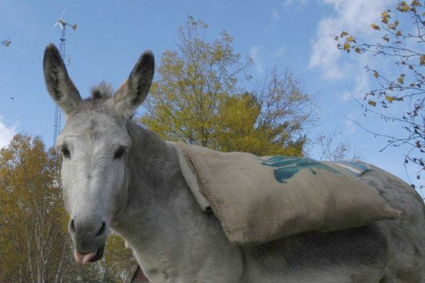 Sweet & Sassy  - Espresso Blend - Full City